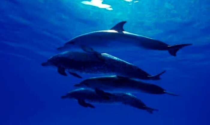 Киты и дельфины живут в соленой воде, но пьют пресную. Ученые выяснили, где они ее находят