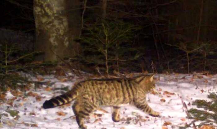 Домашний кот устал от людей и ушел жить в лес: его нашли уже в Карпатах