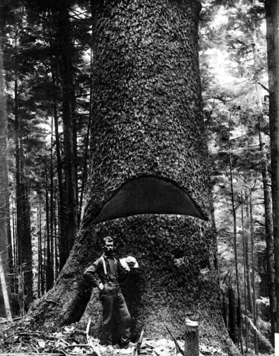 Олдскульные лесорубы, которые валили гигантские деревья вручную, 1890 — 1935 гг