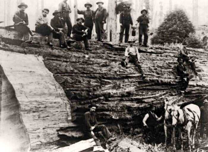 Олдскульные лесорубы, которые валили гигантские деревья вручную, 1890 — 1935 гг