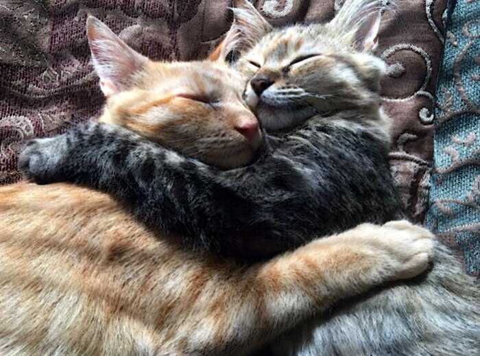Два котенка влюбились друг в друга и просто не могут больше скрывать своих чувств