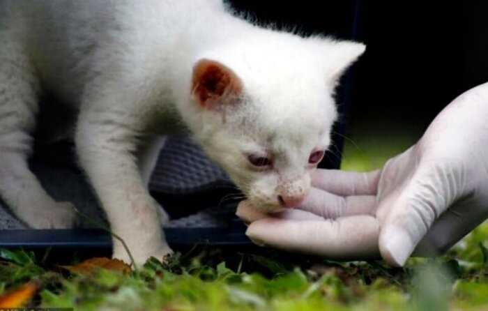 В Колумбии спасли редкого зверька с альбинизмом