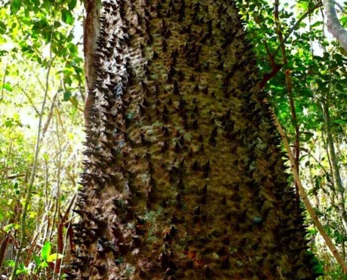 Одно из самых опасных деревьев на нашей планете