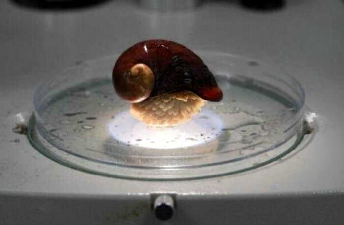 Улитка-терминатор: ученые расшифровали геном моллюска, который почти полностью состоит из железа