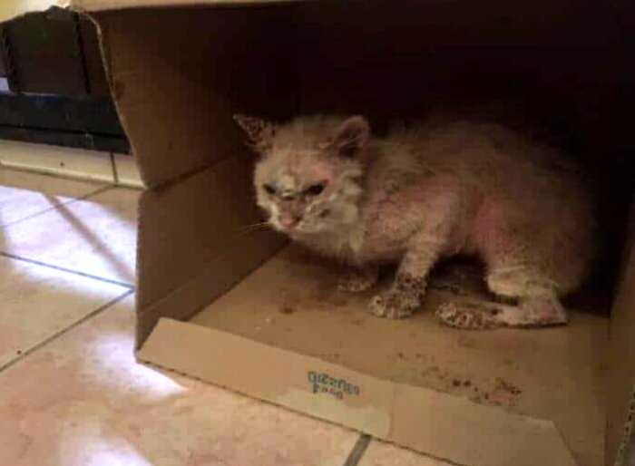 Эту уличную кошку спасли от неминуемой гибели, и оказалось, что за облезлой шкуркой скрывалась красавица