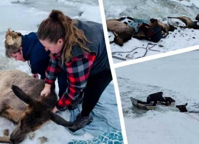 Добрые люди все Рождество спасали в ледяной воде лосей, которые провалились под лед