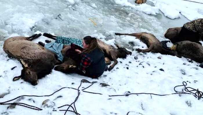 Добрые люди все Рождество спасали в ледяной воде лосей, которые провалились под лед