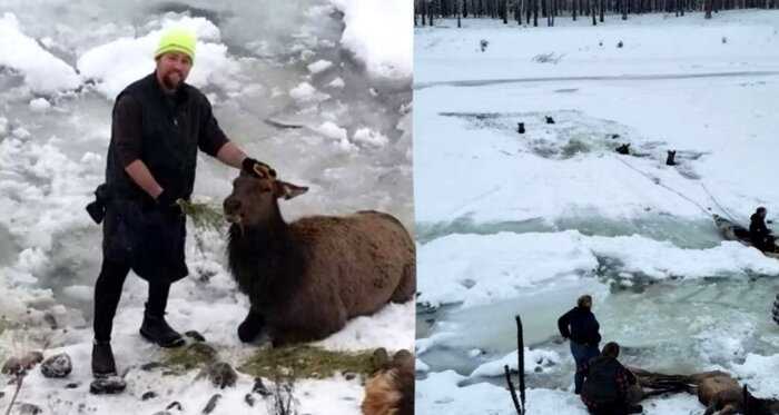 Добрые люди все Рождество спасали в ледяной воде лосей, которые провалились под лед