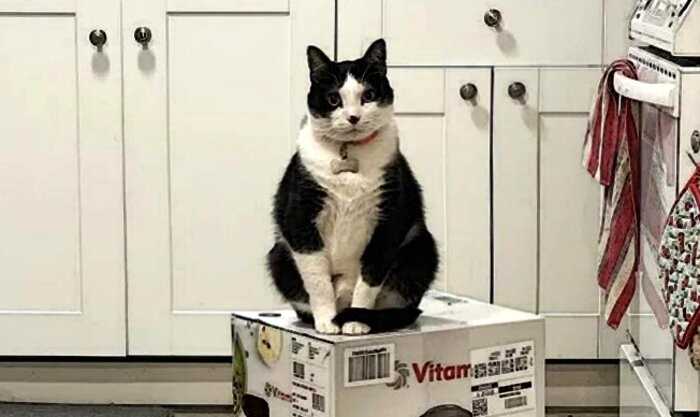 Коты «захватили» коробку с блендером и 3 недели не отдают хозяевам. Они сидят на ней по очереди и не отходят
