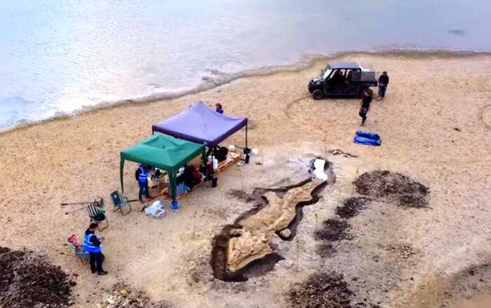 В Англии археологи обнаружили останки 10 метрового дракона, который жил под водой и имел огромное тело