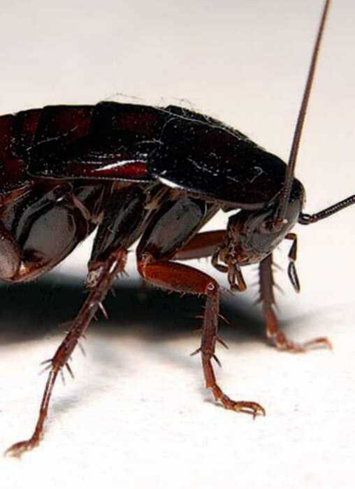 10 занимательных фактов и чистоплотные тараканы