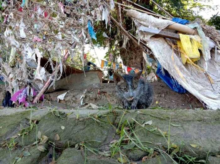 Возле мусорных баков девушка нашла бездомную грязную кошку. Ее накормили и отмыли, теперь эту красотку не узнать