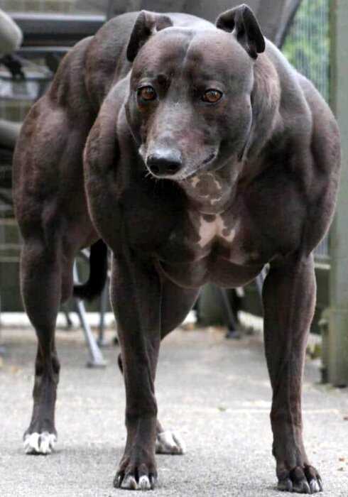 Удивительная Венди – собака с телом, как у Шварценеггера
