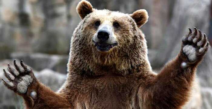 Российская тиктокерша привела в квартиру медведя, чтобы снять с ним контент