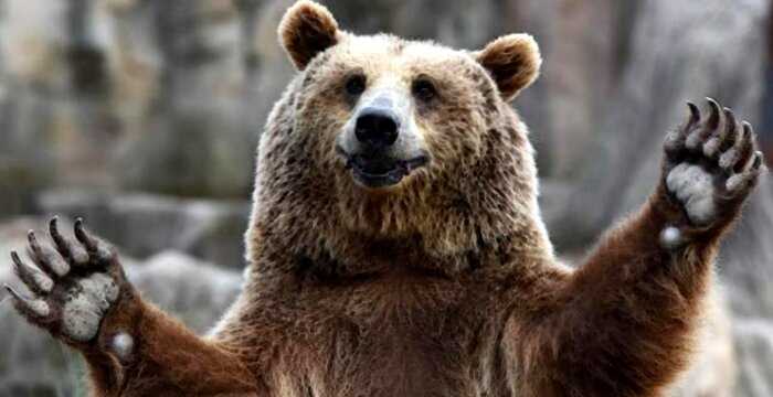 Российская тиктокерша привела в квартиру медведя, чтобы снять с ним контент