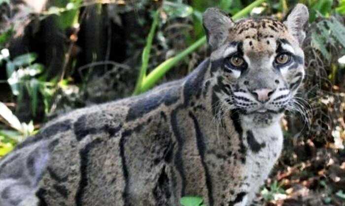 Леопард, которого считали полностью исчезнувшим 39 лет назад, попал на камеру в джунглях
