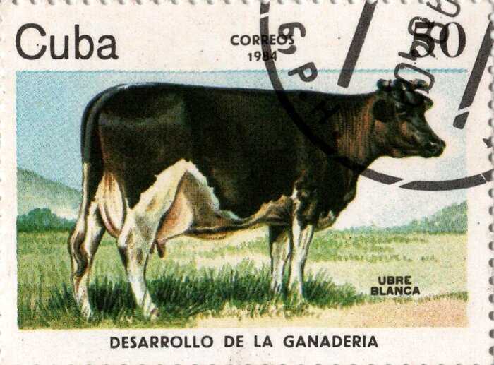 Почему корова была любимицей Фиделя Кастро, и как она стала надеждой кубинцев