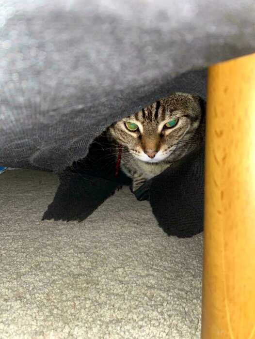 13 смешных ситуаций, когда коты спрятались, а людям пришлось потрудиться найти их