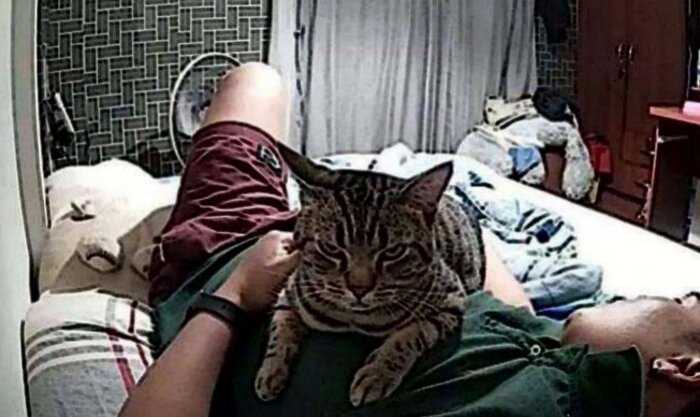 Мужчина установил в комнате камеру и увидел, что кот каждую ночь садится рядом с лицом и смотрит на него