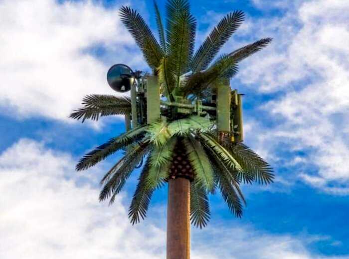 Зачем в США маскируют антенны 5G в кактусах, шпилях храмов и пальмах?