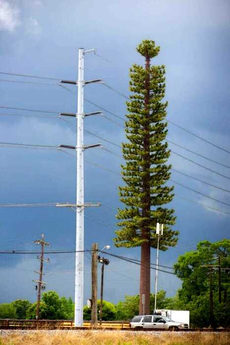 Зачем в США маскируют антенны 5G в кактусах, шпилях храмов и пальмах?