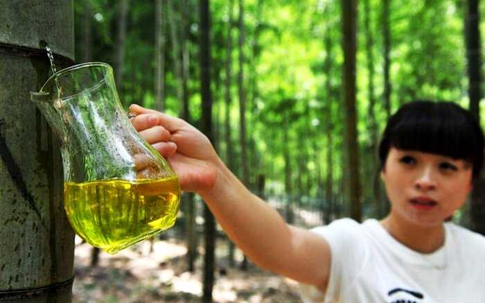 Китайцы научились производить лечебный алкоголь внутри живого бамбука