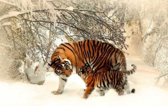 Почему тигры оранжевого цвета, ведь он делает хищника намного заметнее