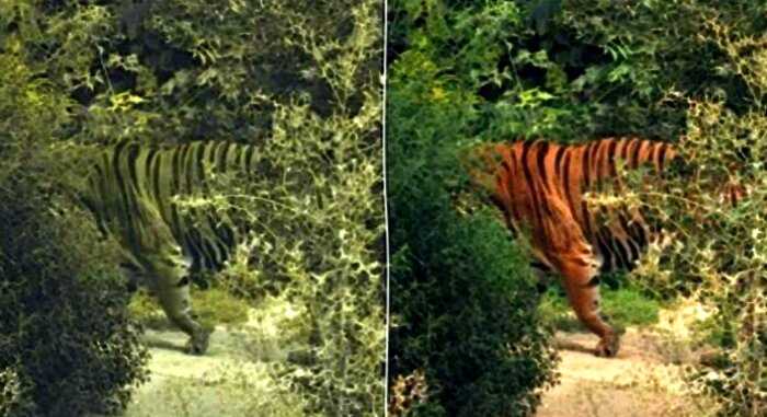 Почему тигры оранжевого цвета, ведь он делает хищника намного заметнее