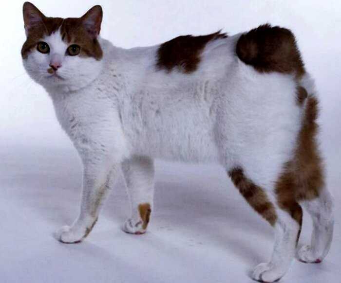 Японский бобтейл — редкая кошка с хвостом кролика