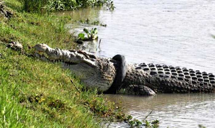Крокодил плавал по реке с шиной на голове и не давал себе помочь. Спустя 6 лет людям удалось ее снять
