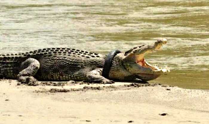 Крокодил плавал по реке с шиной на голове и не давал себе помочь. Спустя 6 лет людям удалось ее снять