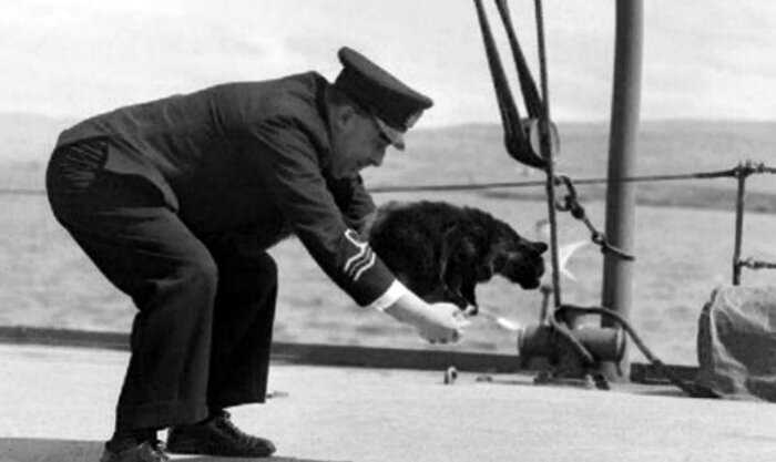В 1941 моряки военного судна подобрали кота посреди океана, а очень скоро выяснили, что он сменил уже 3 корабля.