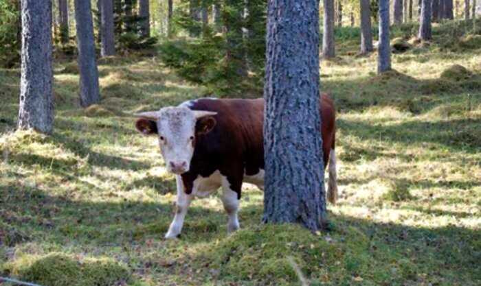 У коровы стало пропадать молоко, и фермер заметил, что она уходит вечером в лес. Он решил проследить