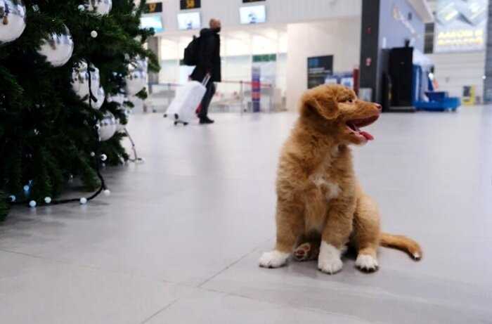 Маленький да удаленький: как щенок приступил к службе в аэропорту