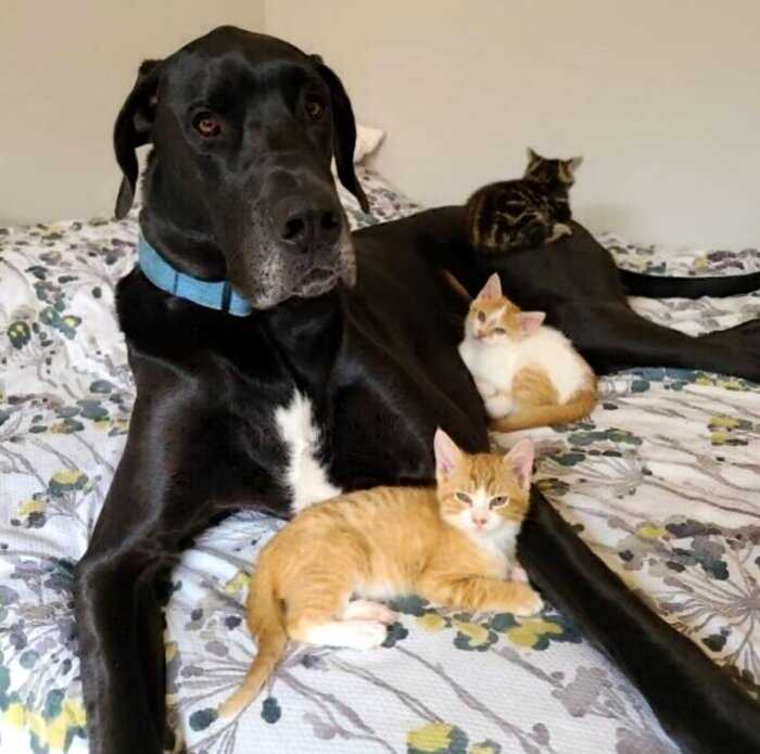 Пес ухаживает за котятами, которых спасает хозяйка