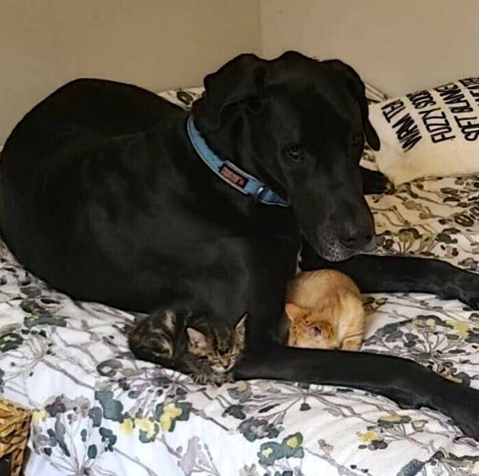 Пес ухаживает за котятами, которых спасает хозяйка